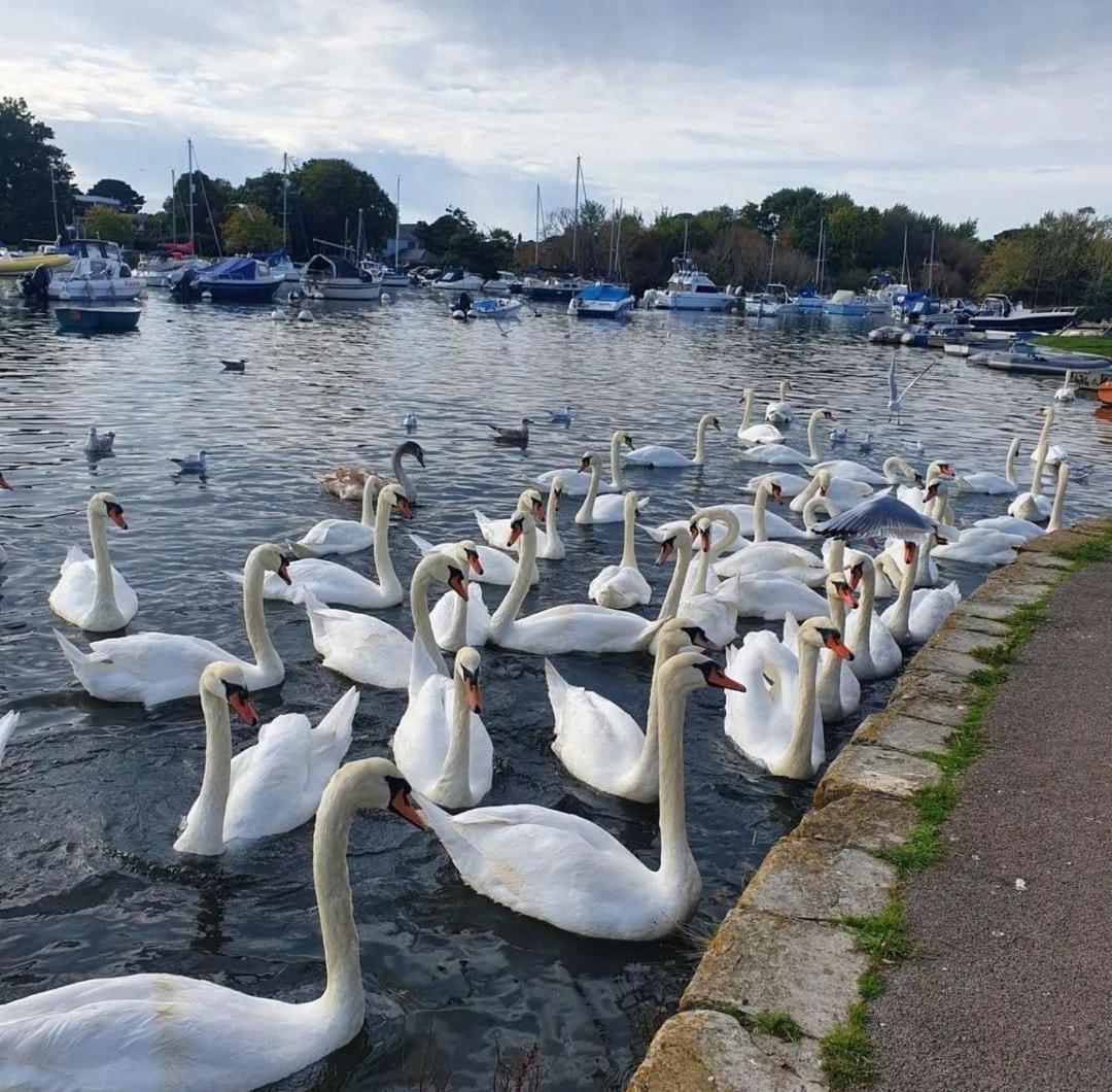 Mudeford Swans Leilighet Christchurch  Eksteriør bilde